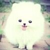 cokie8425